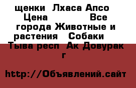 щенки  Лхаса Апсо › Цена ­ 20 000 - Все города Животные и растения » Собаки   . Тыва респ.,Ак-Довурак г.